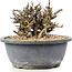 Chaenomeles speciosa Chosubai, 11,5 cm, ± 20 anni, con fiori rossi e frutti gialli