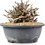 Chaenomeles speciosa Chosubai, 11,5 cm, ± 20 anni, con fiori rossi e frutti gialli