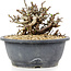 Chaenomeles speciosa Chosubai, 11,5 cm, ± 20 anni, con fiori rossi e frutti gialli