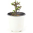 Chaenomeles speciosa, 12 cm, ± 10 jaar oud, met rode bloemen en geel fruit