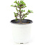 Chaenomeles speciosa, 14 cm, ± 10 jaar oud, met rode bloemen en geel fruit