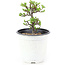 Chaenomeles speciosa, 14 cm, ± 10 jaar oud, met rode bloemen en geel fruit