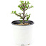 Chaenomeles speciosa, 14 cm, ± 10 jaar oud, met rode bloemen en geel fruit