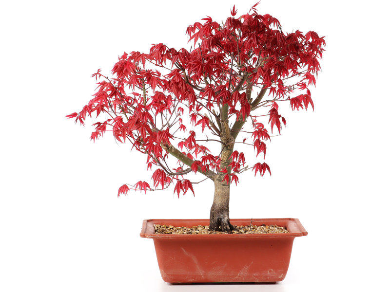 Acer palmatum Deshojo, 29 cm, ± 10 jaar oud