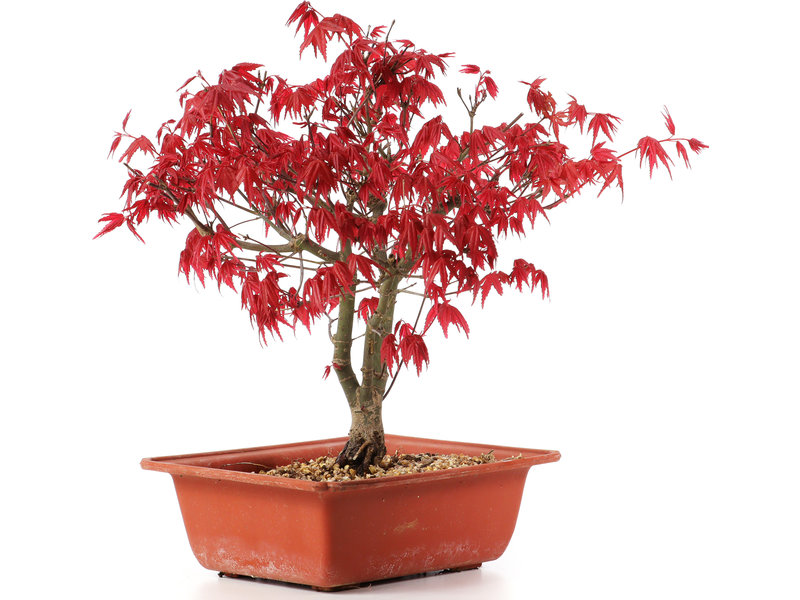 Acer palmatum Deshojo, 27 cm, ± 10 jaar oud