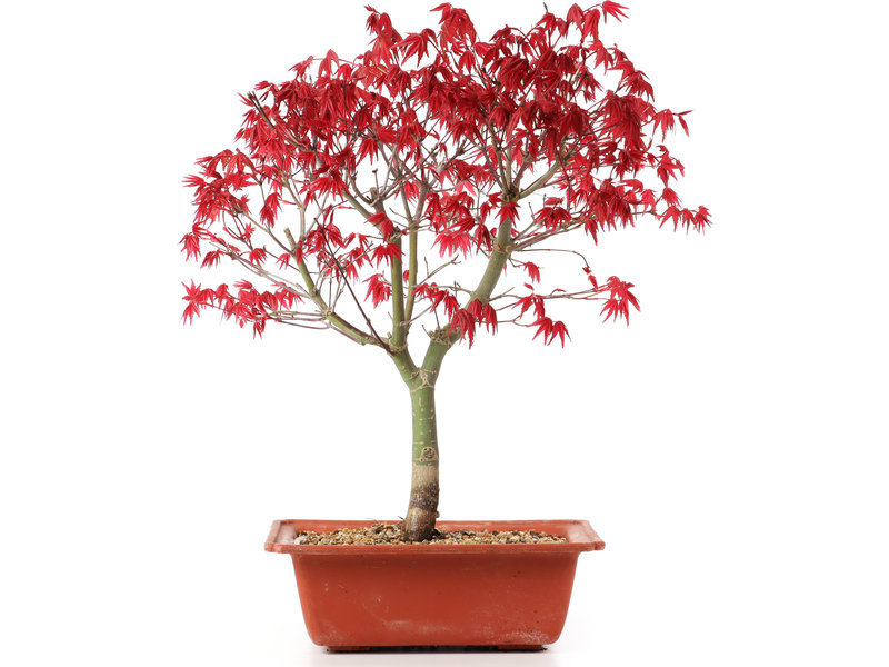Acer palmatum Deshojo, 34 cm, ± 10 jaar oud