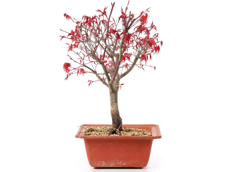 Acer palmatum Deshojo, 27 cm, ± 10 jaar oud