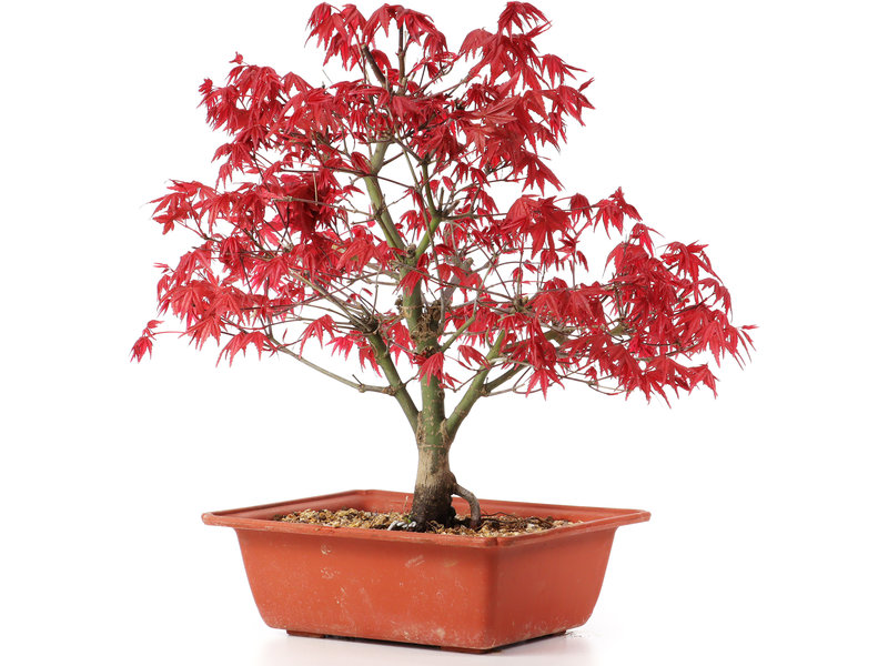 Acer palmatum Deshojo, 30 cm, ± 10 jaar oud