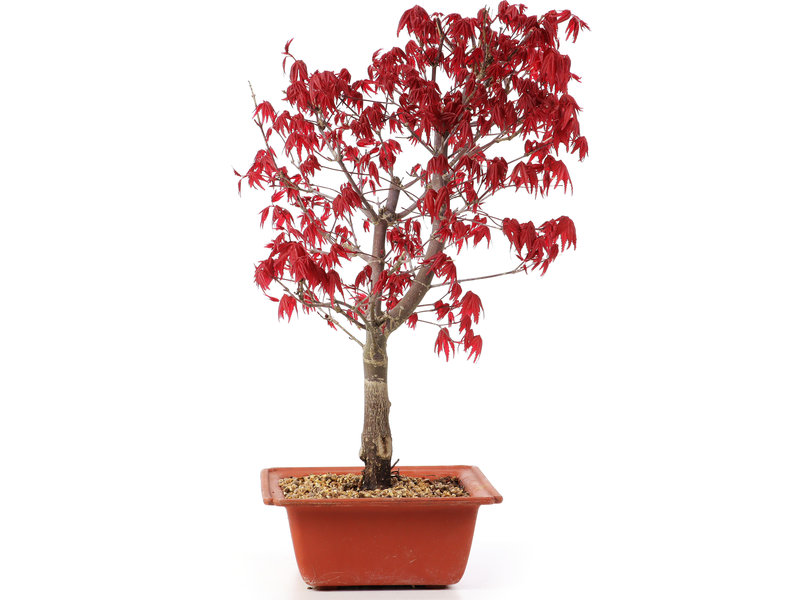 Acer palmatum Deshojo, 38 cm, ± 10 jaar oud