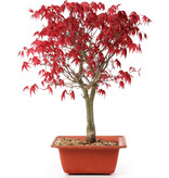 Acer palmatum Deshojo, 32 cm, ± 10 jaar oud