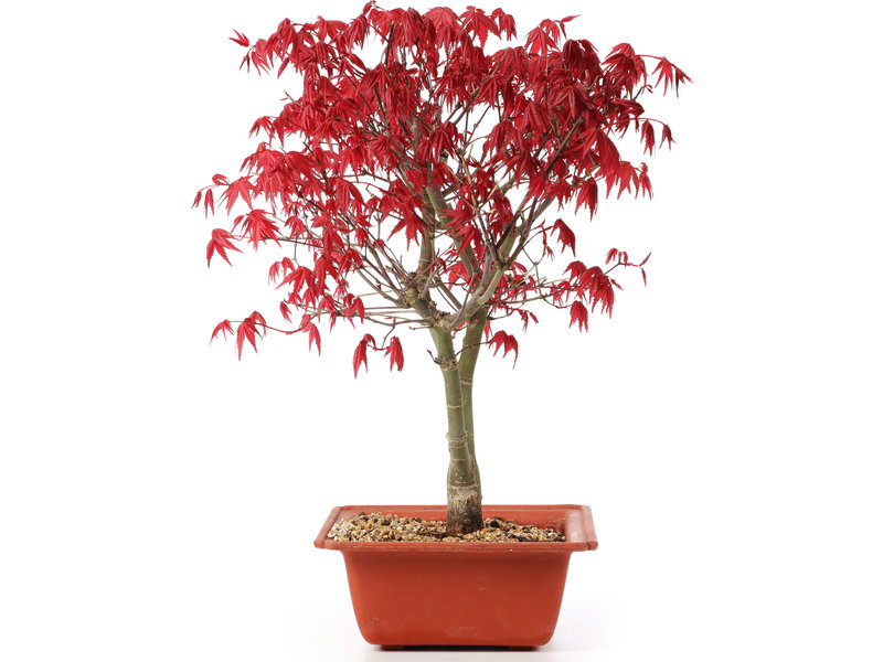 Acer palmatum Deshojo, 32 cm, ± 10 jaar oud
