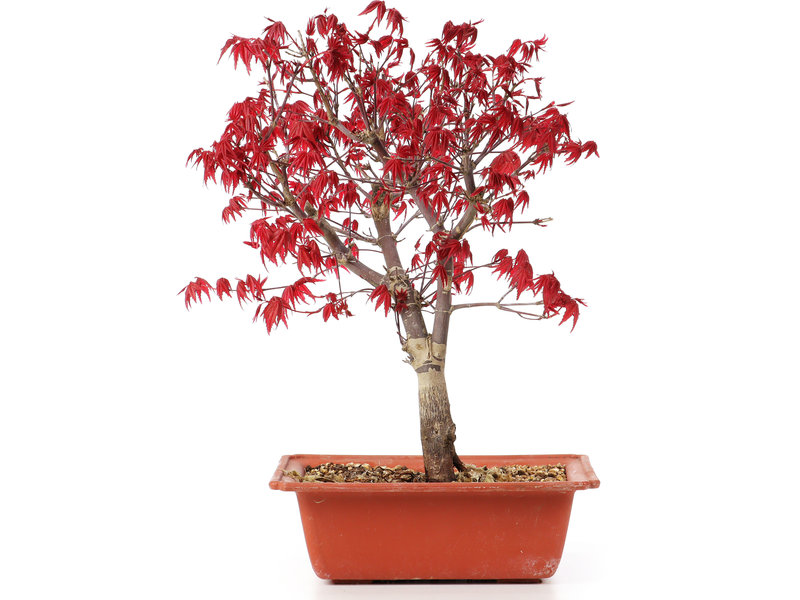 Acer palmatum Deshojo, 31 cm, ± 10 jaar oud