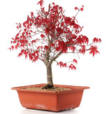 Acer palmatum Deshojo, 28 cm, ± 10 jaar oud
