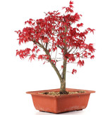 Acer palmatum Deshojo, 31 cm, ± 10 jaar oud