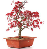 Acer palmatum Deshojo, 28 cm, ± 15 jaar oud