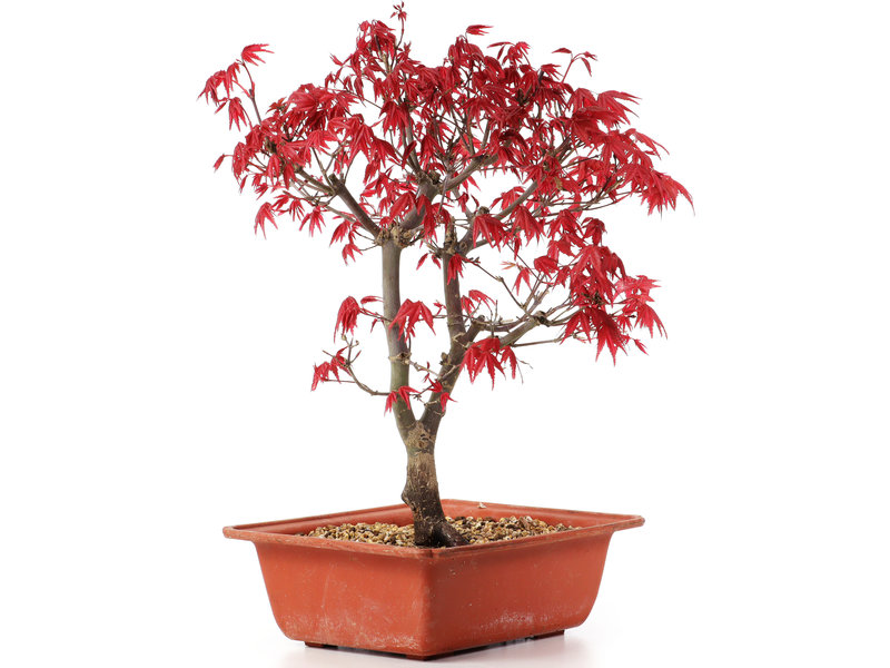 Acer palmatum Deshojo, 30 cm, ± 10 jaar oud