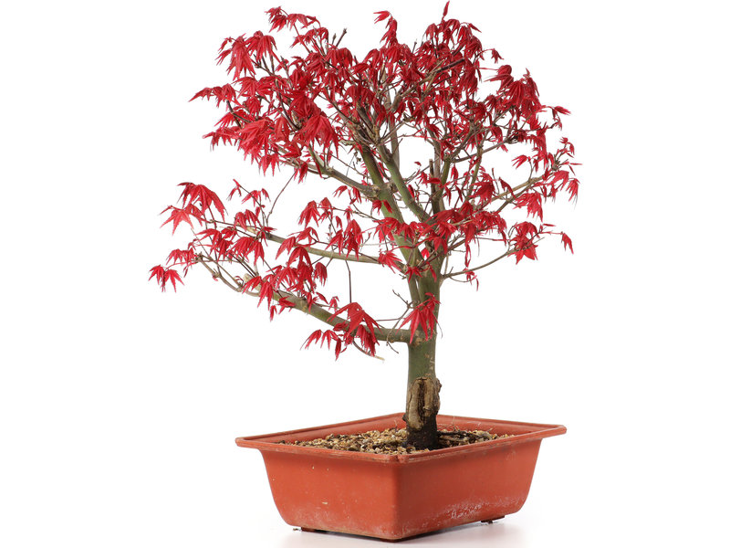 Acer palmatum Deshojo, 33 cm, ± 19 jaar oud