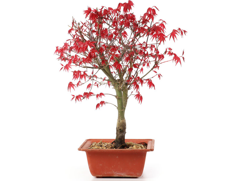 Acer palmatum Deshojo, 33 cm, ± 10 jaar oud