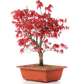 Acer palmatum Deshojo, 28 cm, ± 10 jaar oud