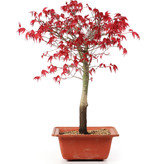 Acer palmatum Deshojo, 35 cm, ± 10 jaar oud