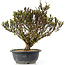 Berberis thunbergii, 26 cm, ± 15 jaar oud, met gele bloemen en rood fruit