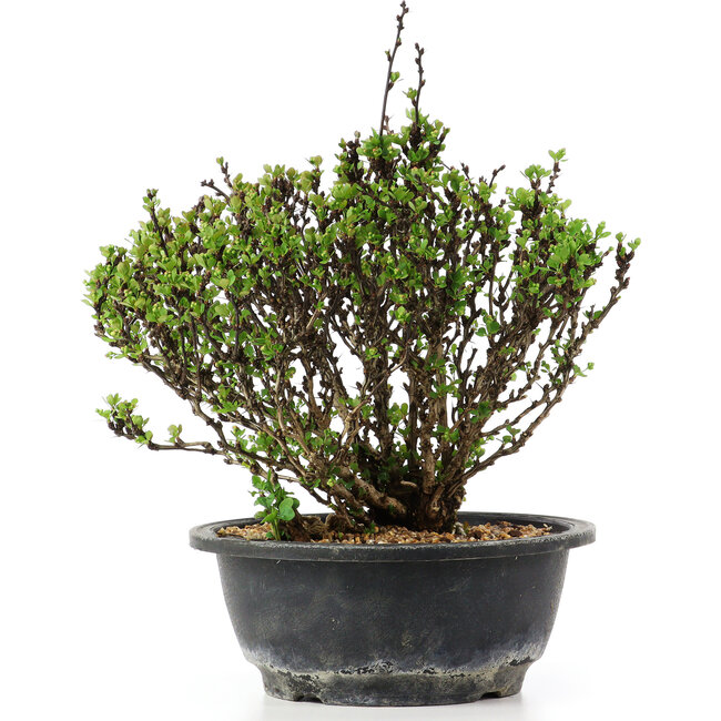 Berberis thunbergii, 19 cm, ± 15 jaar oud, met gele bloemen en rood fruit