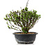 Berberis thunbergii, 19 cm, ± 15 jaar oud, met gele bloemen en rood fruit