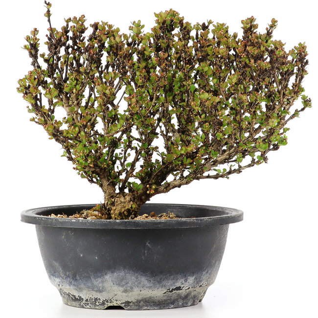 Berberis thunbergii, 18 cm, ± 15 jaar oud, met gele bloemen en rood fruit