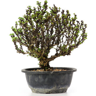 Berberis thunbergii, 23 cm, ± 15 anni