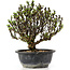 Berberis thunbergii, 23 cm, ± 15 jaar oud, met gele bloemen en rood fruit