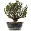 Berberis thunbergii, 23 cm, ± 15 jaar oud, met gele bloemen en rood fruit