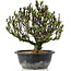 Berberis thunbergii, 23 cm, ± 15 jaar oud, met gele bloemen en rood fruit