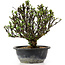 Berberis thunbergii, 23 cm, ± 15 jaar oud, met gele bloemen en rood fruit