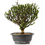 Berberis thunbergii, 24 cm, ± 15 jaar oud, met gele bloemen en rood fruit