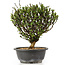 Berberis thunbergii, 24 cm, ± 15 jaar oud, met gele bloemen en rood fruit