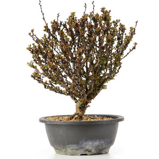 Berberis thunbergii, 26 cm, ± 15 anni