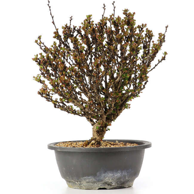 Berberis thunbergii, 26 cm, ± 15 anni, con fiori gialli e frutti rossi