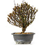 Berberis thunbergii, 26 cm, ± 15 jaar oud, met gele bloemen en rood fruit