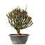 Berberis thunbergii, 26 cm, ± 15 anni, con fiori gialli e frutti rossi