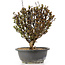 Berberis thunbergii, 26 cm, ± 15 anni, con fiori gialli e frutti rossi