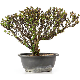 Berberis thunbergii, 23 cm, ± 15 Jahre alt