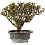 Berberis thunbergii, 23 cm, ± 15 jaar oud, met gele bloemen en rood fruit