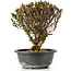 Berberis thunbergii, 23 cm, ± 15 jaar oud, met gele bloemen en rood fruit