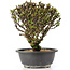 Berberis thunbergii, 23 cm, ± 15 jaar oud, met gele bloemen en rood fruit