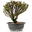 Berberis thunbergii, 23 cm, ± 15 jaar oud, met gele bloemen en rood fruit