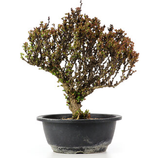 Berberis thunbergii, 26 cm, ± 15 anni