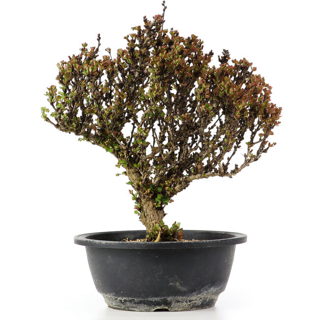 Berberis thunbergii, 26 cm, ± 15 jaar oud, met gele bloemen en rood fruit