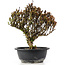 Berberis thunbergii, 26 cm, ± 15 jaar oud, met gele bloemen en rood fruit