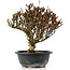 Berberis thunbergii, 26 cm, ± 15 jaar oud, met gele bloemen en rood fruit