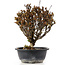 Berberis thunbergii, 26 cm, ± 15 jaar oud, met gele bloemen en rood fruit